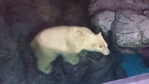 白くま・八景島シーパラダイス